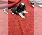 Small Photo #2 Shih Tzu Puppy For Sale in CANONSBURG, PA, USA