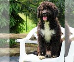 Small Photo #1 Miniature Bernedoodle Puppy For Sale in FREDERICKSBG, OH, USA