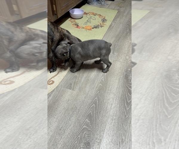 Medium Photo #4 Faux Frenchbo Bulldog Puppy For Sale in ROUND LAKE, IL, USA