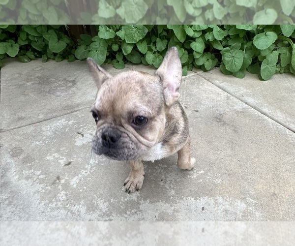 Medium Photo #11 French Bulldog Puppy For Sale in DISCOVERY BAY, CA, USA