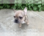 Small Photo #11 French Bulldog Puppy For Sale in DISCOVERY BAY, CA, USA