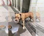 Small American Pit Bull Terrier