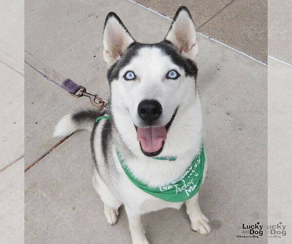 Medium Photo #1 Siberian Husky-Unknown Mix Puppy For Sale in Washington, DC, USA