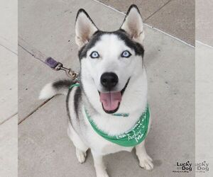 Siberian Husky-Unknown Mix Dogs for adoption in Washington, DC, USA