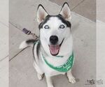 Luna - Female Siberian Husky-Unknown Mix Dog for Adoption - Small photo
