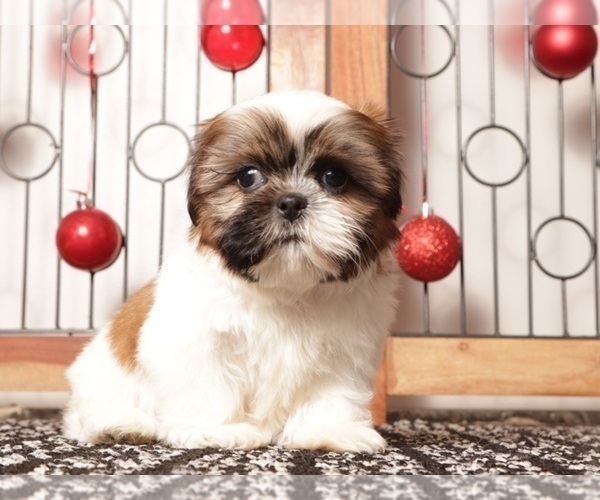 Medium Photo #4 Shih Tzu Puppy For Sale in NAPLES, FL, USA