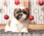 Small #3 Shih Tzu