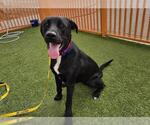 Small Labrador Retriever Mix