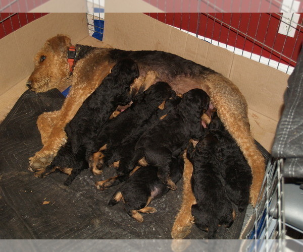 Medium Photo #1 Airedale Terrier Puppy For Sale in CHARLESTOWN, IN, USA