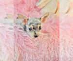 Small #10 Chihuahua