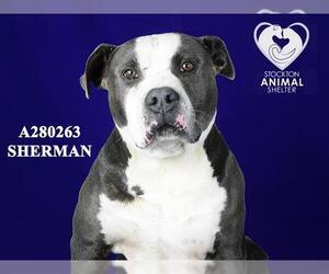 American Pit Bull Terrier Dogs for adoption in Stockton, CA, USA