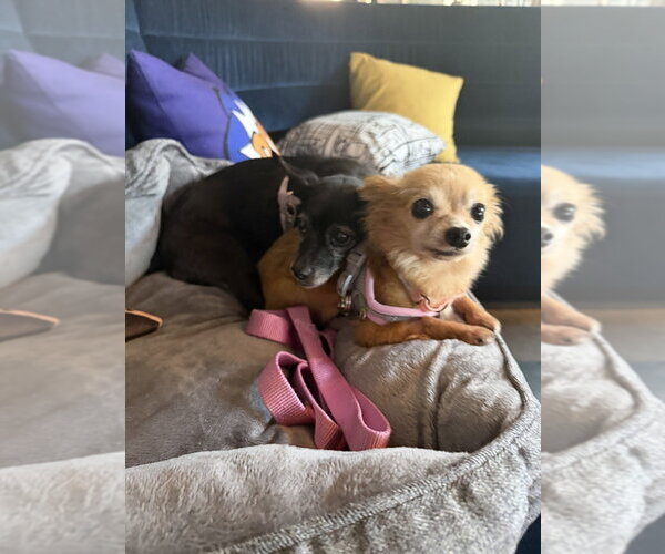 Medium Photo #8 Chihuahua-Unknown Mix Puppy For Sale in Mooresville, NC, USA