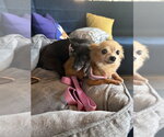 Small #7 Chihuahua Mix