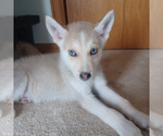 Small #4 Gerberian Shepsky