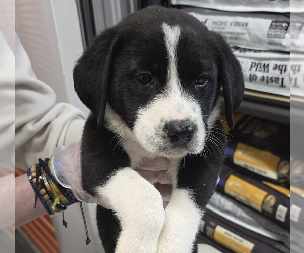 Medium Photo #1 Borador Puppy For Sale in Brooklyn, NY, USA