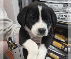 Borador Dogs for adoption in Brooklyn, NY, USA