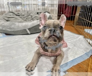 Mother of the French Bulldog puppies born on 11/17/2022