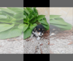 Small Photo #5 Pembroke Welsh Corgi-Poodle (Miniature) Mix Puppy For Sale in LEBANON, MO, USA