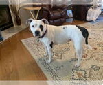 Small #9 American Pit Bull Terrier