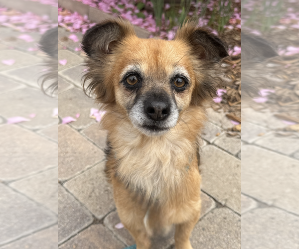 Medium Photo #9 Cockerhuahua Puppy For Sale in Newport Beach, CA, USA