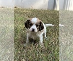 Puppy Gabby Cavachon-Cavalier King Charles Spaniel Mix