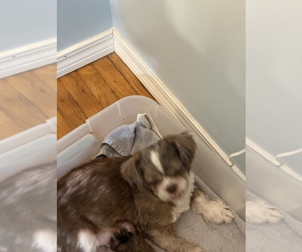 Medium Photo #1 Shih Tzu Puppy For Sale in CANTONMENT, FL, USA