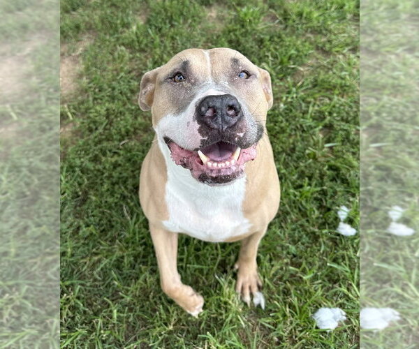 Medium Photo #2 Mutt Puppy For Sale in Evansville, IN, USA