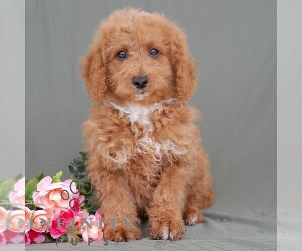 Medium Photo #6 Poodle (Miniature) Puppy For Sale in DORNSIFE, PA, USA