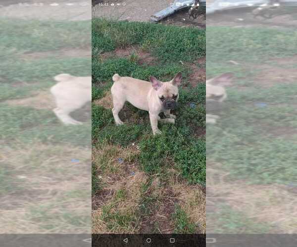 Medium Photo #1 French Bulldog Puppy For Sale in HAMDEN, CT, USA