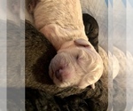 Small Photo #10 Goldendoodle-Poodle (Standard) Mix Puppy For Sale in VACAVILLE, CA, USA