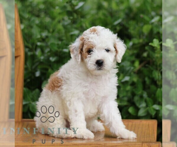 Medium Photo #4 Goldendoodle (Miniature) Puppy For Sale in EPHRATA, PA, USA