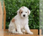 Small #3 Goldendoodle (Miniature)