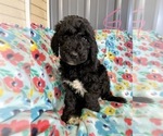 Small Photo #2 Bernedoodle Puppy For Sale in ROANOKE, IL, USA