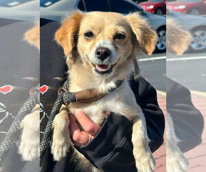Chion Dogs for adoption in Westmont, IL, USA