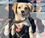 Small Photo #4  Puppy For Sale in , 
