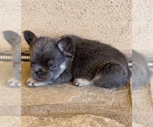 Medium Photo #15 French Bulldog Puppy For Sale in CHARLESTON, SC, USA