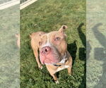 Small #1 American Staffordshire Terrier