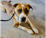 Small #6 Treeing Walker Coonhound Mix