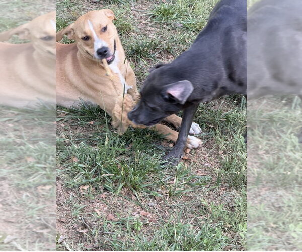 Medium Photo #6 Mutt Puppy For Sale in Mooresville, NC, USA