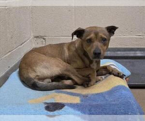 Chihuahua-Unknown Mix Dogs for adoption in Martinez, CA, USA