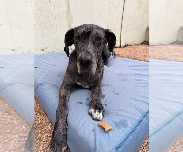 Medium Photo #1 Great Dane Puppy For Sale in Bullard, TX, USA