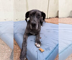 Great Dane Dogs for adoption in Bullard, TX, USA