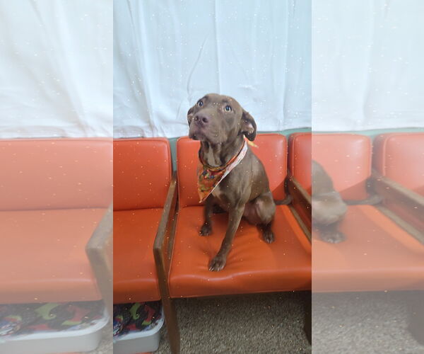 Medium Photo #2 Chocolate Labrador retriever-Unknown Mix Puppy For Sale in Martinsburg, WV, USA