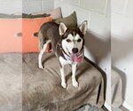 Small #2 Siberian Husky Mix