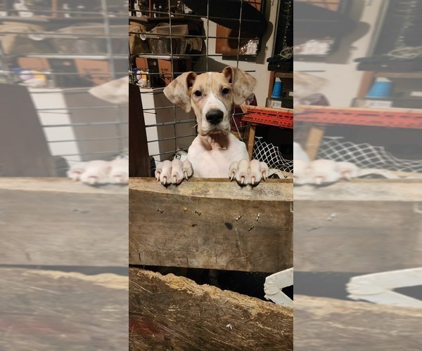 Medium Photo #1 Great Dane Puppy For Sale in BATTLE GROUND, WA, USA