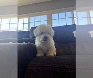 Maltipoo Puppy for sale in MANSFIELD, TX, USA