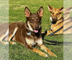 Savannah - Female Australian Kelpie-Unknown Mix Dog for Adoption - Photo #5