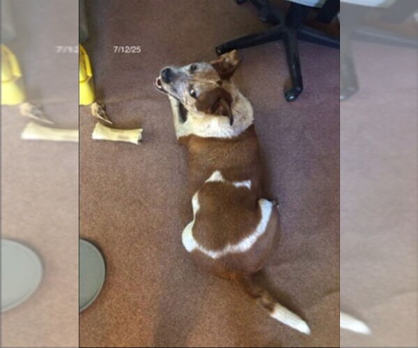 Medium Photo #3 Boxer-Unknown Mix Puppy For Sale in Winston Salem, NC, USA