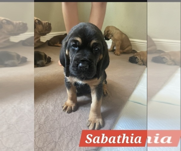 Medium Photo #10 Bloodhound Puppy For Sale in FOLSOM, LA, USA