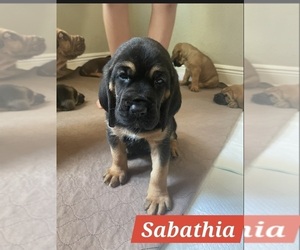 Medium Bloodhound